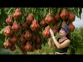 Download Lagu Harves Giant Red Bell Fruits in the Countryside Orchard 🍎🌿To Sell | Rare Exotic Fruit Discovery