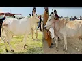 Download Lagu Fateh jangi cows Mandra mandi today 24/9/2025 latest update ll Part 2 ll domail mandi ll Jamil tv ll