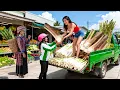 Buy 1000Kg+ Bamboo Shoots \u0026 Palm Tuber from Villagers, Transport Go to Sell at The Market