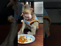 Download Lagu Monkey exploring freely inside home with pure happ