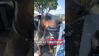 #fypシ #Fyp #Dream #doberman #pets