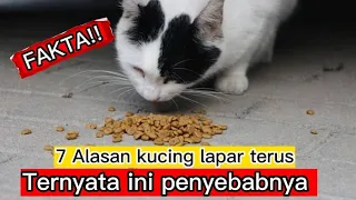 Download FAKTA MENARIK - 7 ALASAN KUCING TIDAK PERNAH KENYANG!! mengapa kucing selalu lapar,kucing makn terus MP3