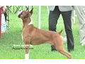 Boxer Dog Show - Specialty