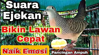 Download Perkutut Lokal Gacor SUARA KRISTAL - Bikin Lawan Cepat Naik Emosi Langsung Nyaut NGAYER MP3