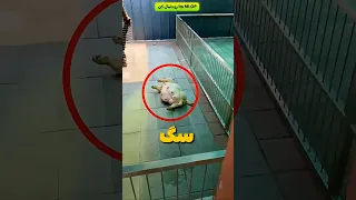                                                        دندنها