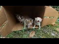 Download Lagu 20 Days Old Orphan Kitten Rescue: Before and After - Whole Story