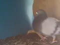 Paco Bas. Cuco Azul "Iskander"
