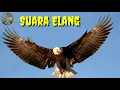 Download Lagu Suara burung ELANG masteran dari alam