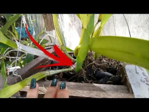 O QUE ACONTECE COM A ORQUÍDEA AO REPLANTÁ LAS COM BRÔTOS NOVOS? ASSISTA AO VÍDEO