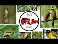 Download Lagu Mp3 Pikat Burung Besar