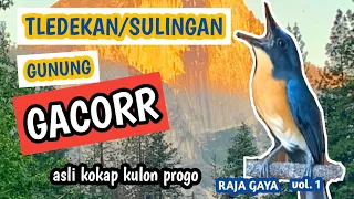 Download tledekan/sulingan gunung gacor (Raja Gaya vol 1) MP3