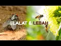 Download Lagu Renungan Rohani Kristen || Ilustrasi Lebah dan Lalat ( Gambaran Kehidupan Manusia )