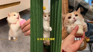 【#一只又廷】小奶猫：为什么要抢走我的奶瓶？呜呜呜