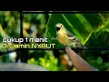 Download Lagu Teriakan keras SIRTU ini terbukti Ampuh bikin EMOSI lawan.