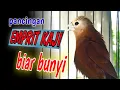Download Lagu pancingan burung emprit kaji gacor isian suara burung kenari