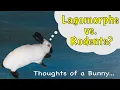 Lagomorphs VS Rodents - What s the Difference