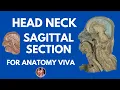Head Neck Sagittal Section anatomydecoded