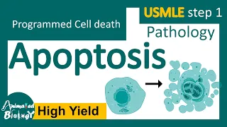 Download Apoptosis | Intrinsic and extrinsic pathway | USMLE step 1 | Pathology MP3