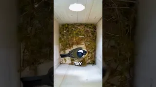 How Tiny Bird Build Nest 