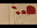 𝐇𝐚𝐭𝐚𝐜𝐡𝐢 𝐍𝐨 𝐊𝐨𝐢 - 𝐋𝐚𝐦𝐩 🌹
