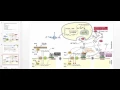 Osteoblast Physiology