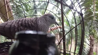 merbuk derak tandang