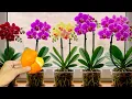 Lagu Je hebt maar één vrucht nodig! Orchideeën groeien direct aan takken en bloeien het hele jaar door.