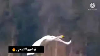 حالات واتس كينان ورزان على اغنية لفلي حشيش سمعني غنايي 