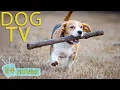 Download Lagu DOG TV: Videos Anti-Anxiety to Dogs Keep Dogs Relax When Home Alone All Day - Best Music for Dogs