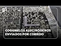 Download Lagu Jornal Hoje: operação prende quadrilha suspeita de comandar rede ilegal de cogumelos alucinógenos