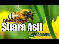Download Lagu Ternyata begini!! Suara Asli dari lebah Madu yang berdengung