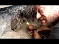 The Sulcata are trying to ESCAPE!