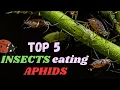 TOP 5 Insects that eats Aphids - Natural Predators