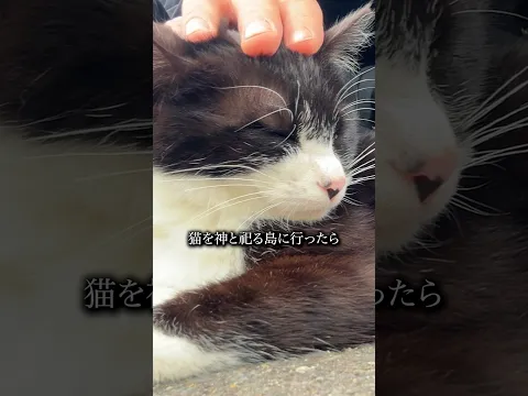 嘘でしょ…不可思議な噂が多くある猫だらけの島でキャンプ泊したら衝撃の出来事が【心霊スポットの旅・宮城編Day5】