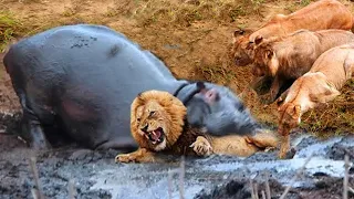 Crazy! Mad Hippo Mouth Wide Chewing Lion Head For Awake It From Nice Dream | Pride Rescue But Fail