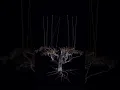 Generative art by Alex Guevara