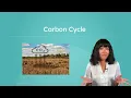 Carbon Cycle - How Carbon Moves Through Earth s Systems