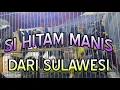 Download Lagu HARGA OMBYOKAN JALAK RIO RIO #Pasarlembang #kicaumania #Duniakicau #JalakRioRio #HobbyBurung