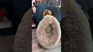 Minion gets what Minion wants #narrowayhomestead #theoneandonlyminion #dog #dogbed #spoiled