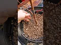 Download Lagu How to Thicken The Trunk in Bonsai🪴Japanese Maple Repot! 🍁