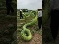 Download Lagu Farmers get watermelons as long as snakes #smartfarming #organicfarming #gardeningtips #farming