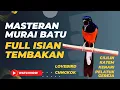 Download Lagu Masteran Murai Batu Full Isian Tembakan Mewah