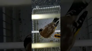 غناء مقنين منطقة من مناطق المدية دندنها