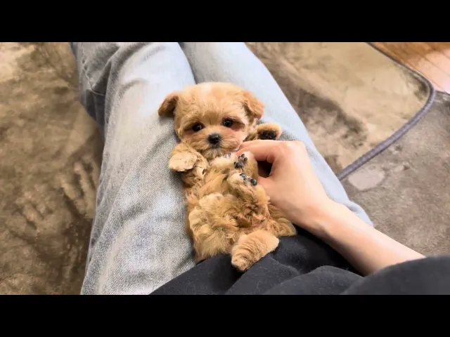 動画