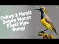 Download Lagu Sogok Ontong Gacor Dor Suara Jernih AMPUH Pancing Sogon Males Bunyi