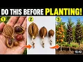 Do THIS to Your Peach Plum Cherry Pits Before Planting Get Roots FAST and Grow Strong Trees