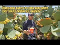 Download Lagu PANEN BUAH KAKTUS DI KEBUN SUKU QURAIS PRIBUMI MAKKAH