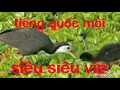 Download Lagu Tiếng chim quốc mồi chuẩn mới nhất