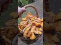 Download Lagu Bumper crop Chanterelle year. #cantharellus #fungi #forager
