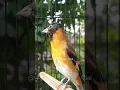 Download Lagu Red Siskin Classic #kenari #kicaumania #finch